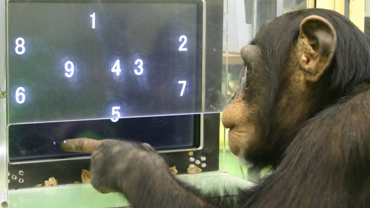 chimpanzee iq