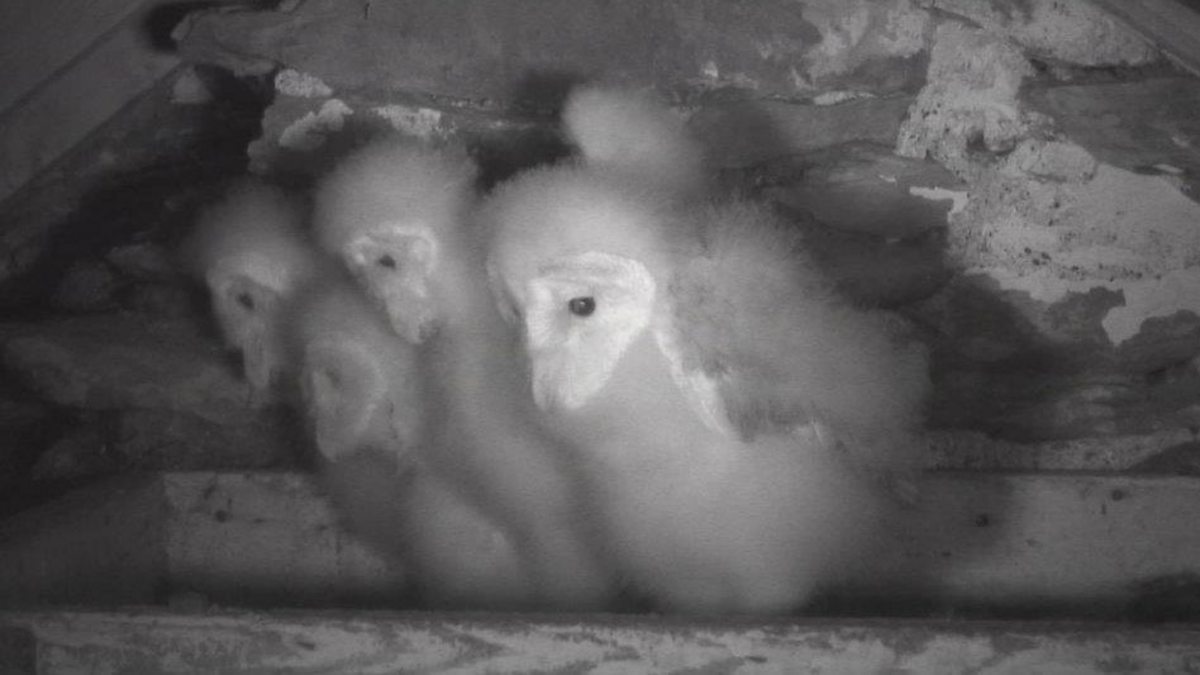 Bbc Two Springwatch Barn Owls 