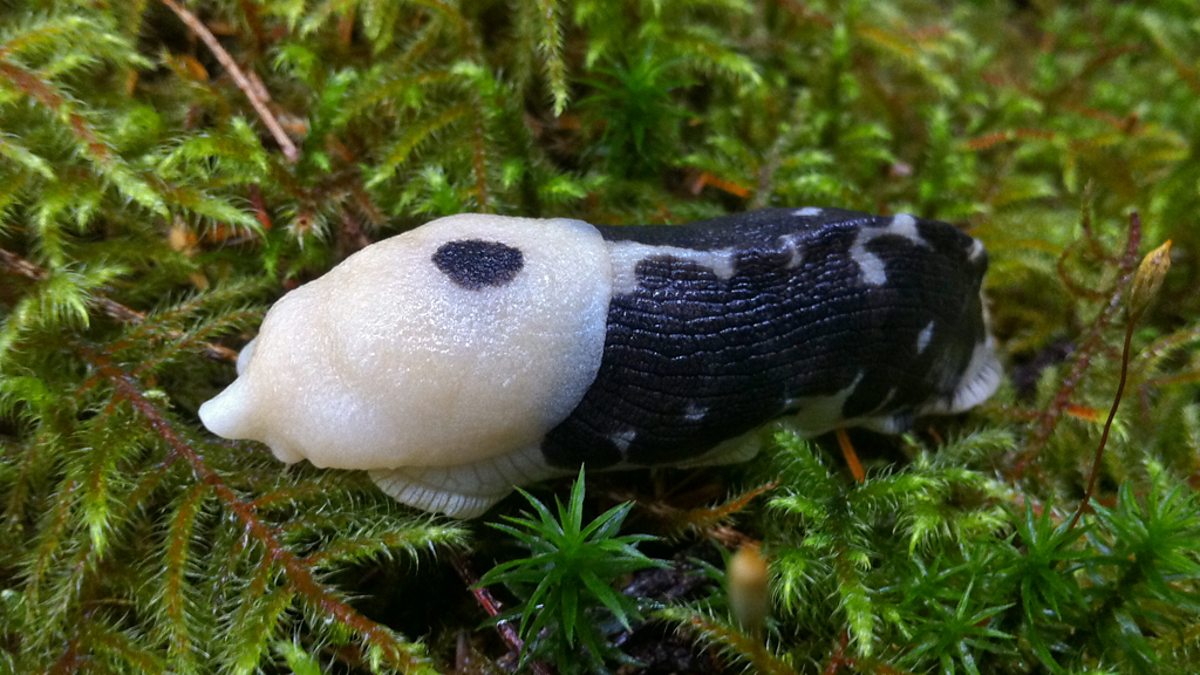 BBC Two - A banana slug - Secrets of our Living Planet, The Magical ...