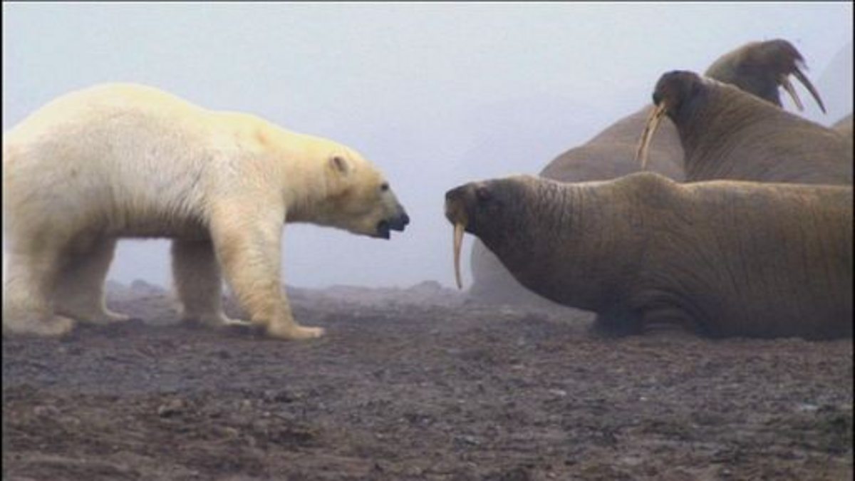 BBC Two - Class Clips, Darwin, How polar bears adapt to melting ice caps