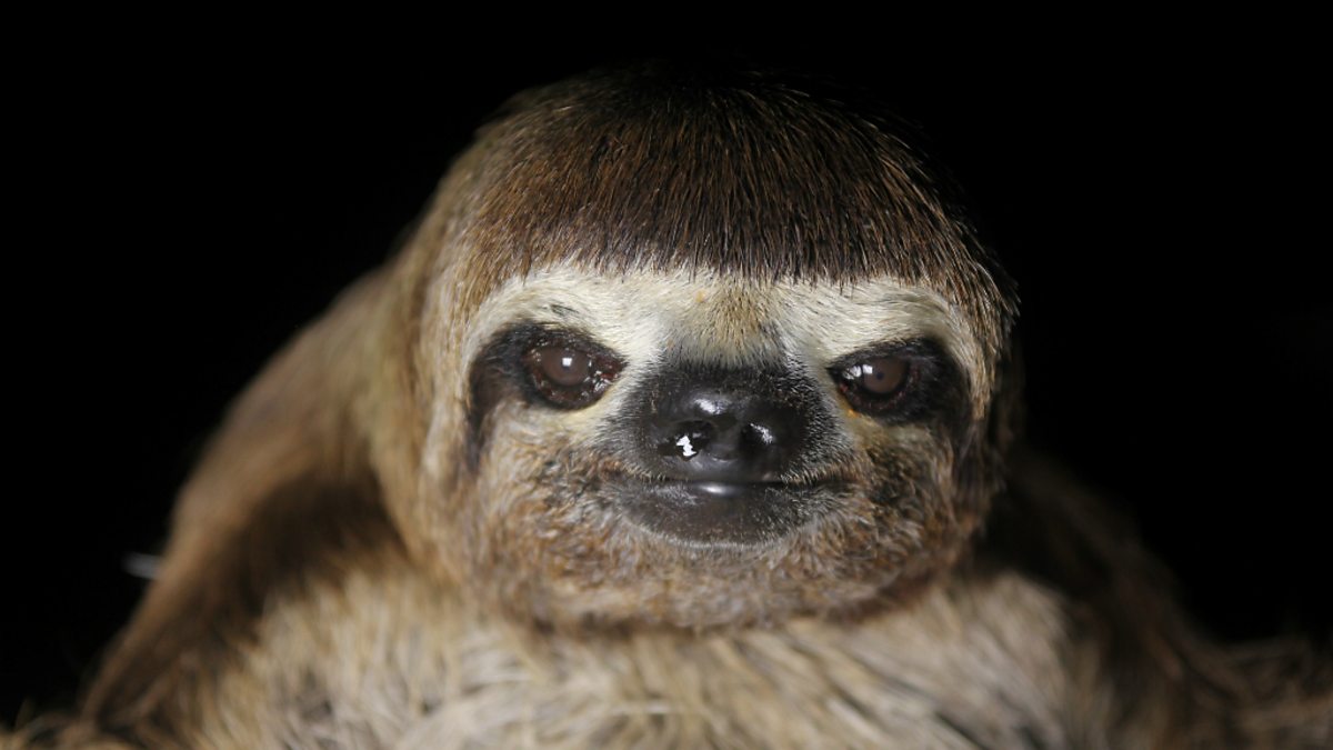 BBC Two - Sloth close-up - The Dark: Nature's Nighttime World, Amazon ...