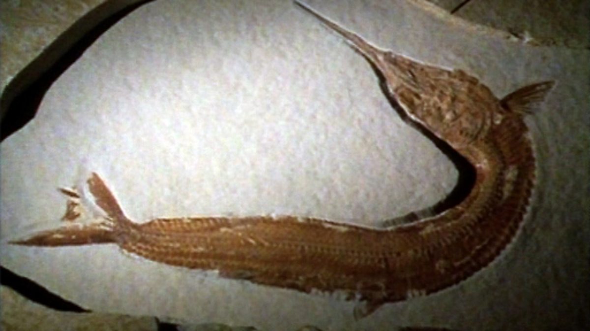 BBC Two Bitesize Secondary, Darwin, Evolution and the fossil record