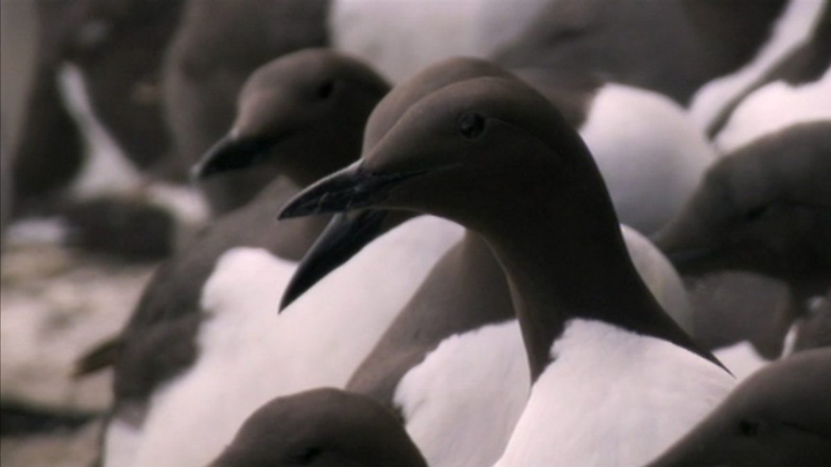 BBC Two Springwatch, Guide to Sea Birds, Seabird cities