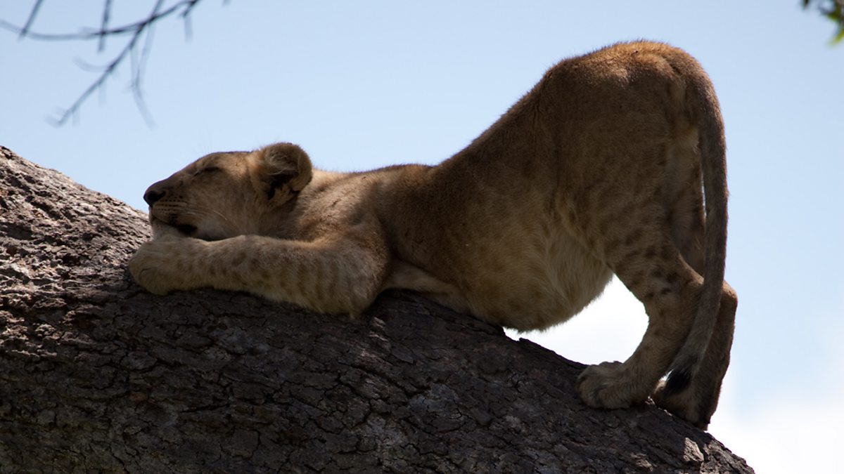 BBC One Earth Live, Specials, A Lion's Tale, In pictures A