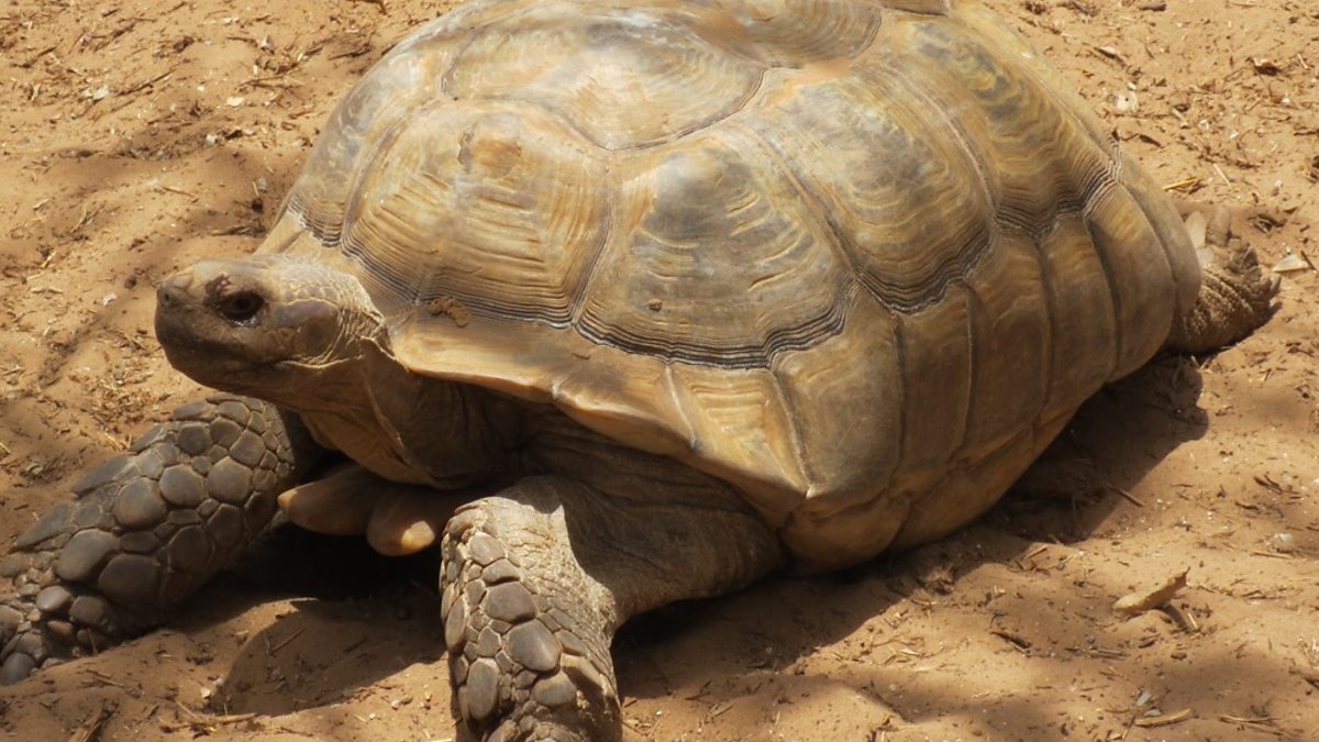 BBC Radio 4 - Saving Species, Series 3, Episode 2, Sulcata Tortoise ...