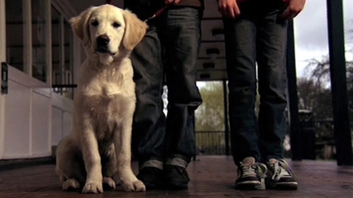 What Do Dogs Symbolize