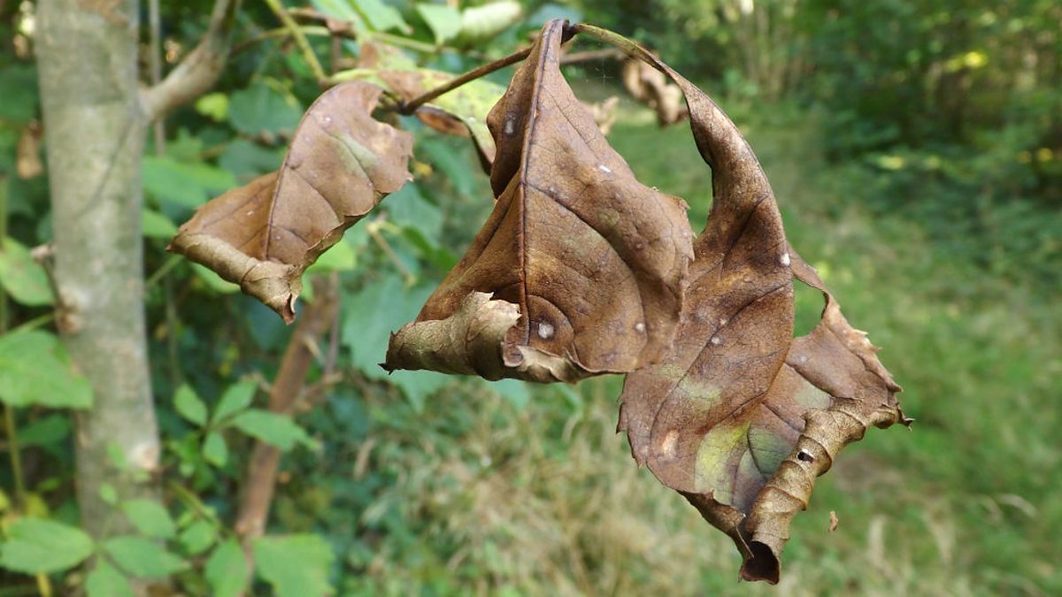 Bbc Radio 5 Live 5 Live Breakfast 29102012 Ash Dieback Fungus Could “wipe Out Millions” Of 