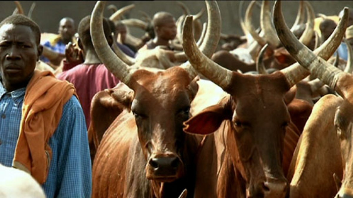 BBC Two to Lagos, Episode 1, Lagos cattle market