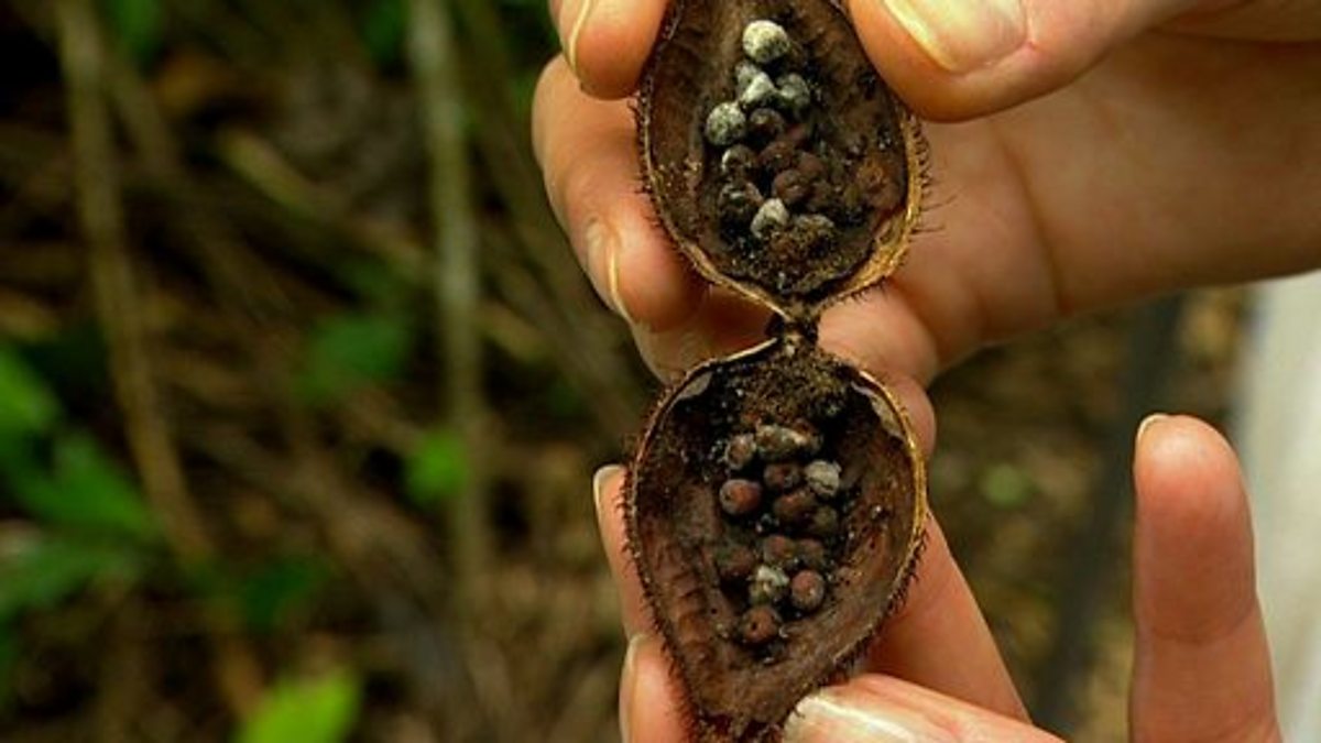 BBC Two Primary Geography, Mexico, Mexico Changing Environments