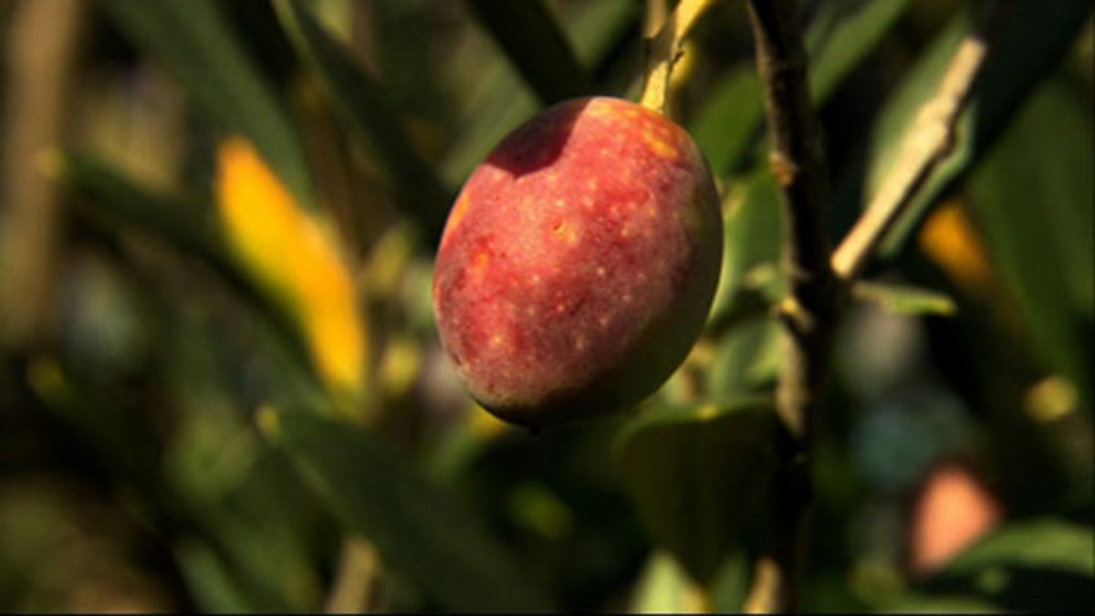 BBC Two Being Italian, Making olive oil