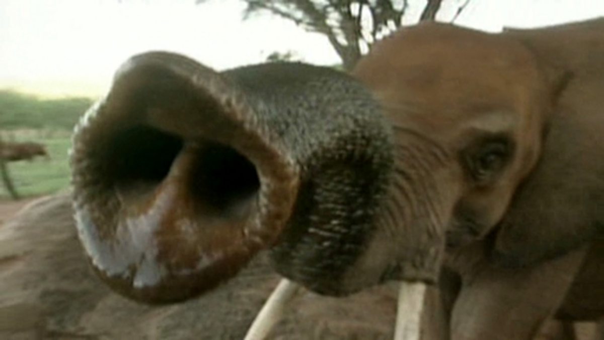 BBC Two - KS1 Science Clips, Ourselves, Comparing elephants to humans