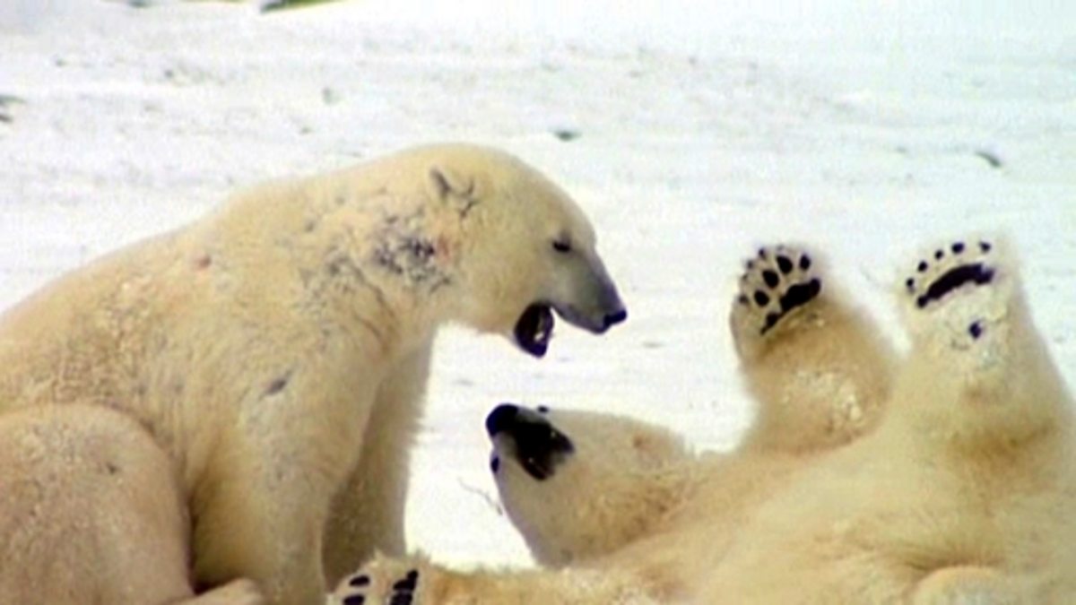 BBC Two Science Clips, Micro Organisms, Interdependence and