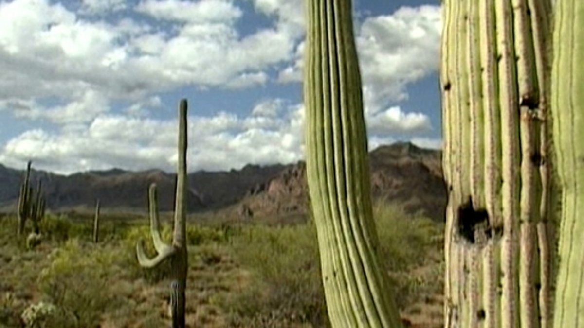 Bbc Two Science Clips Helping Plants Grow Well How Cacti Survive Without Water