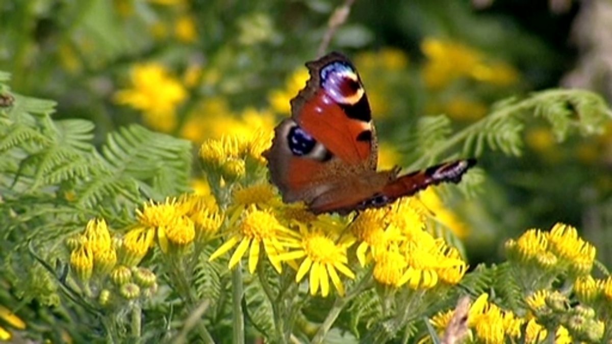 BBC Two - KS1 Science Clips, Variation, Introduction to butterfly varieties