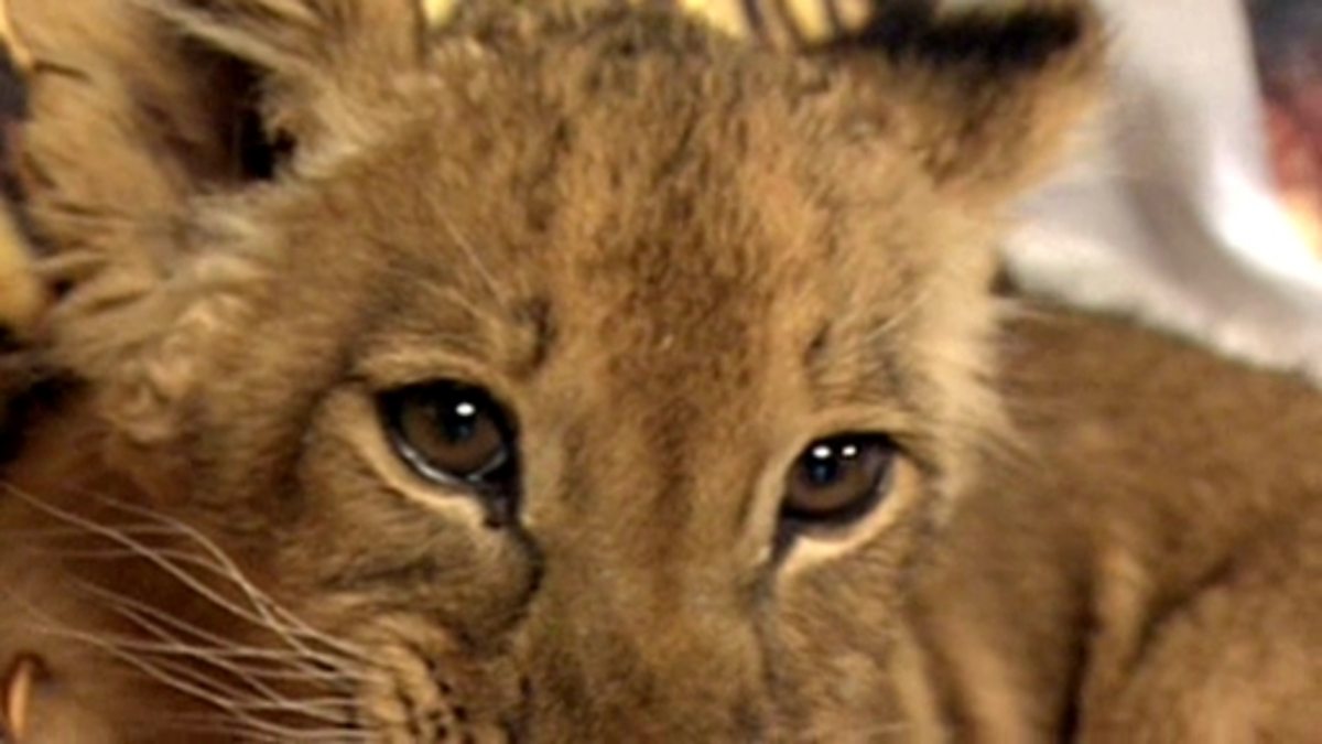BBC Two KS1 Science Clips, Variation, Comparing wild cats and