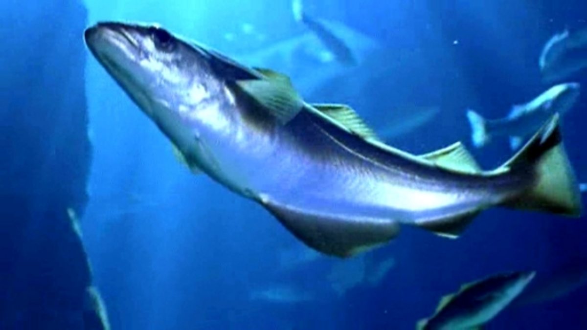 BBC Two Science Clips, Habitats, Habitats (clip compilation)