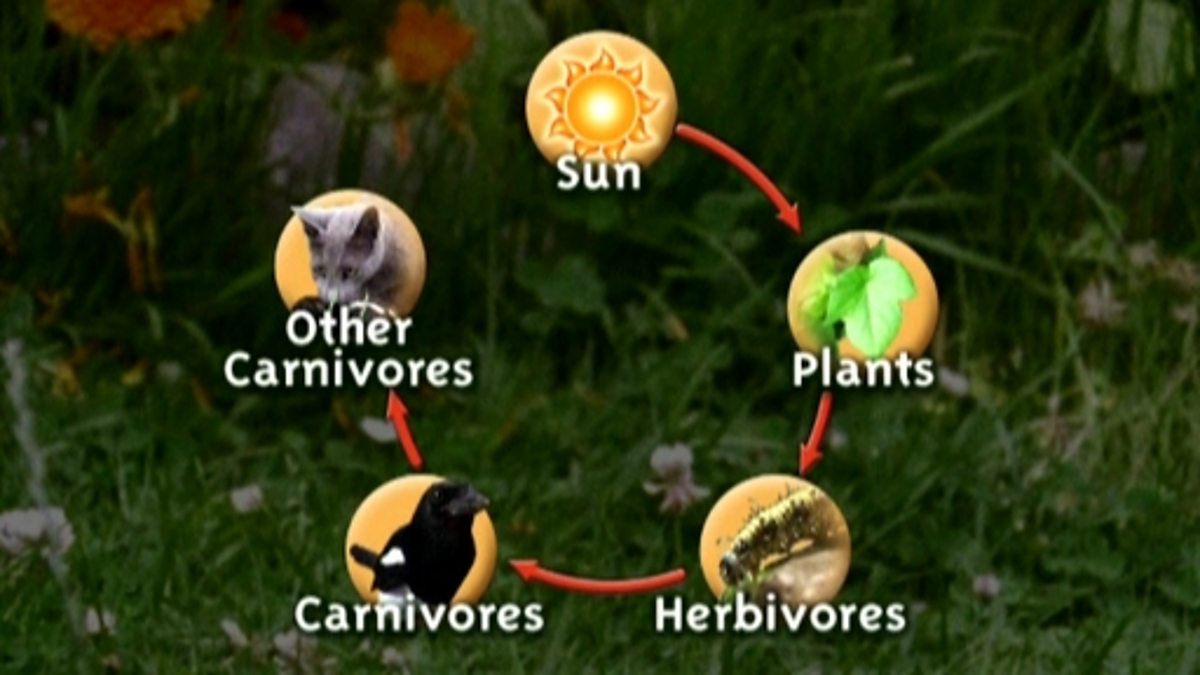 BBC Two Science Clips, Habitats, Food chains