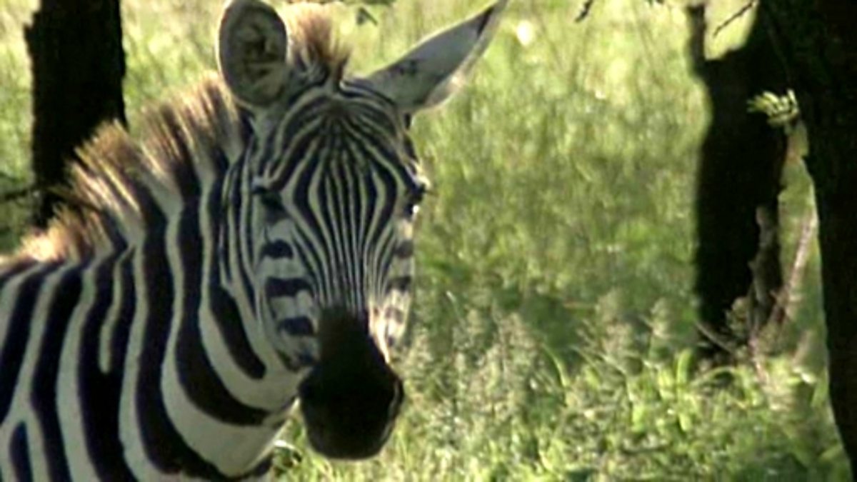 BBC Two KS1 Science Clips, Sound and Hearing, Sound and hearing (clip compilation)