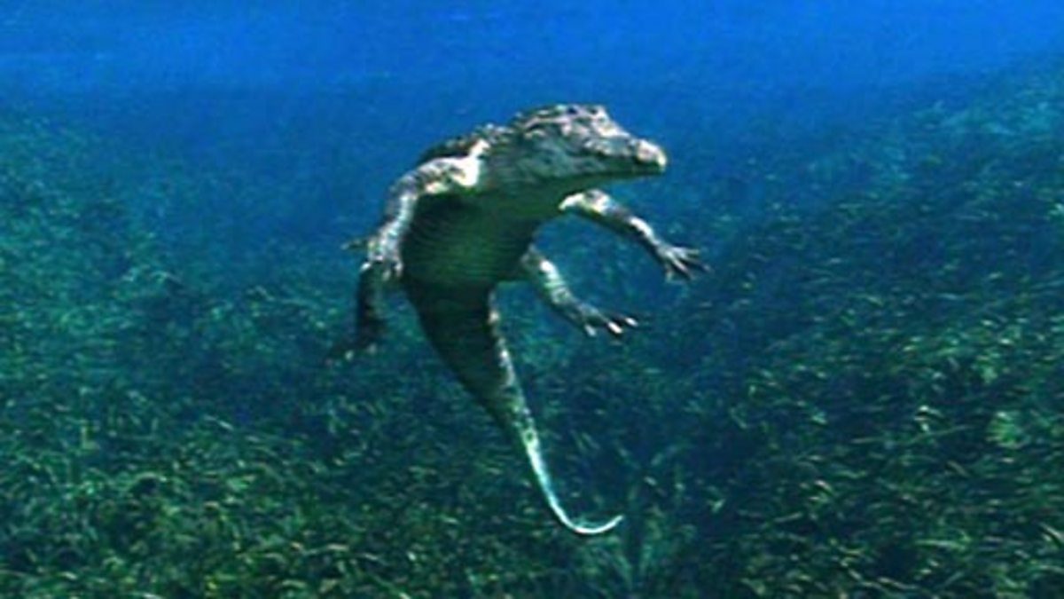 BBC Two Bitesize Primary, Darwin's Album, Predators and Prey, Which