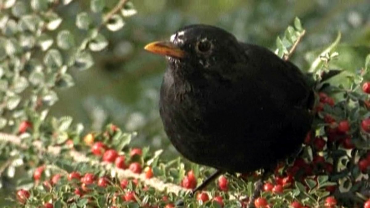 BBC Two - Science Clips, Life Cycles, Seed dispersal BBC Two - Science Clips, Life Cycles, Seed dispersal