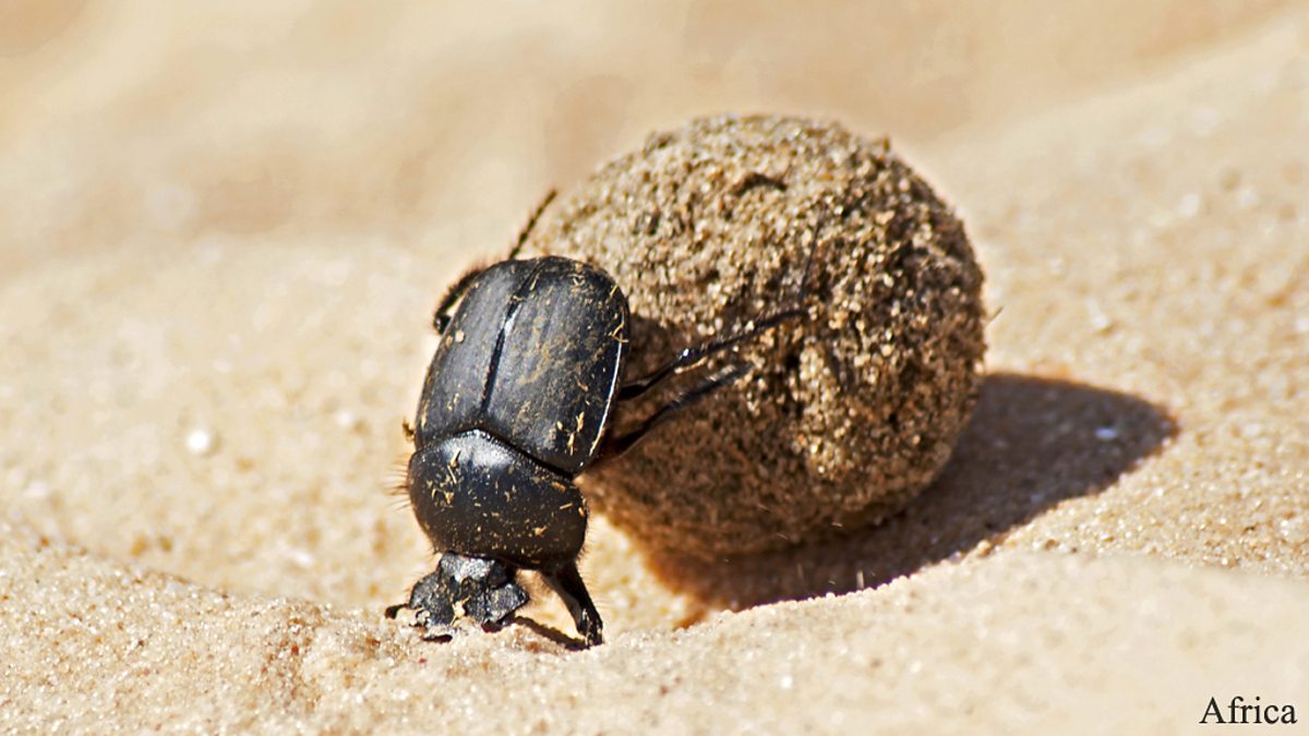 BBC One - Dung beetle - Africa - In pictures: Africa
