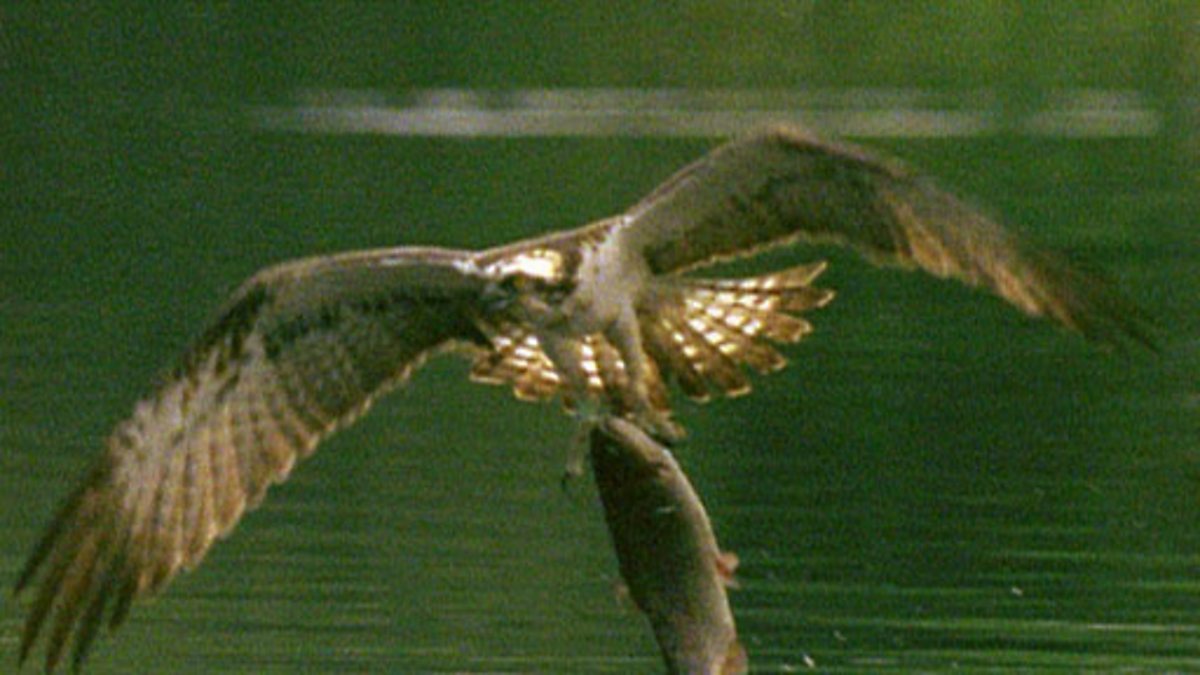 BBC Two - Winterwatch - Test your knowledge on the UK's birds of prey
