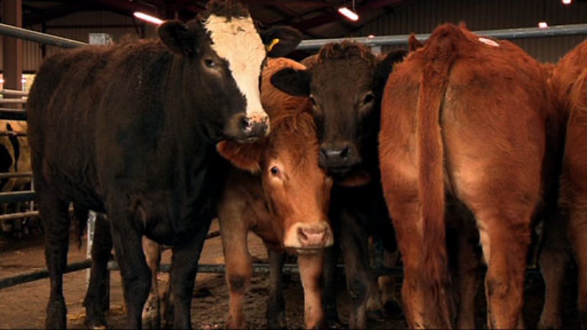 BBC Two Markets, Write an explanation going to the cattle market