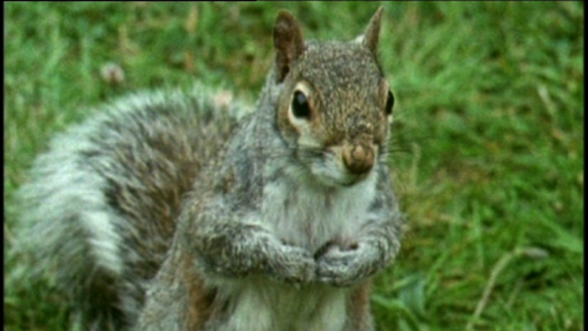 CBeebies Our Squirrels and Animals in the Snow, How squirrels
