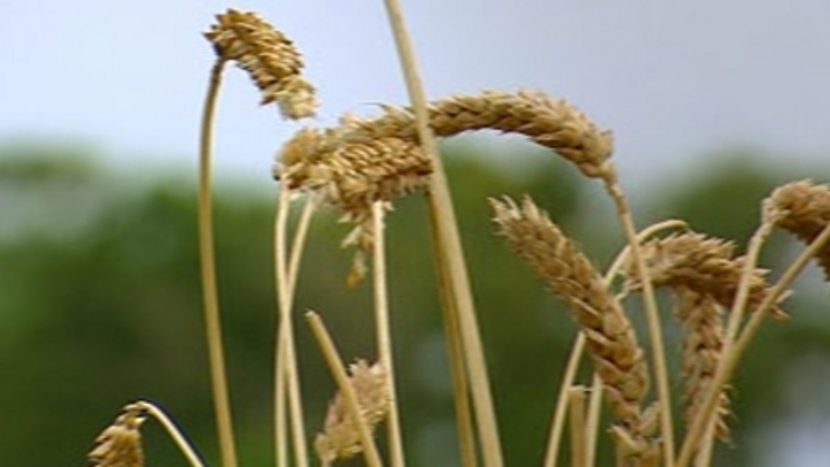 BBC Four Botany A Blooming History, Hidden World, Selective breeding