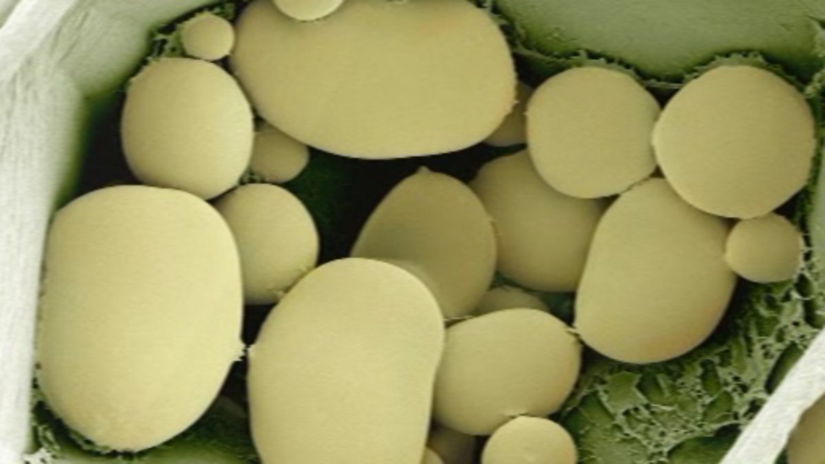 BBC Four Botany A Blooming History, Photosynthesis, Sachs and the