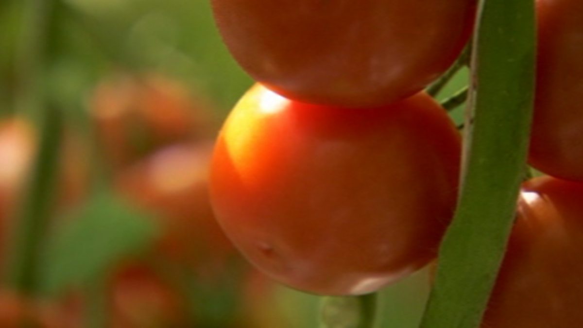 BBC Four Botany A Blooming History, Photosynthesis, How commercial