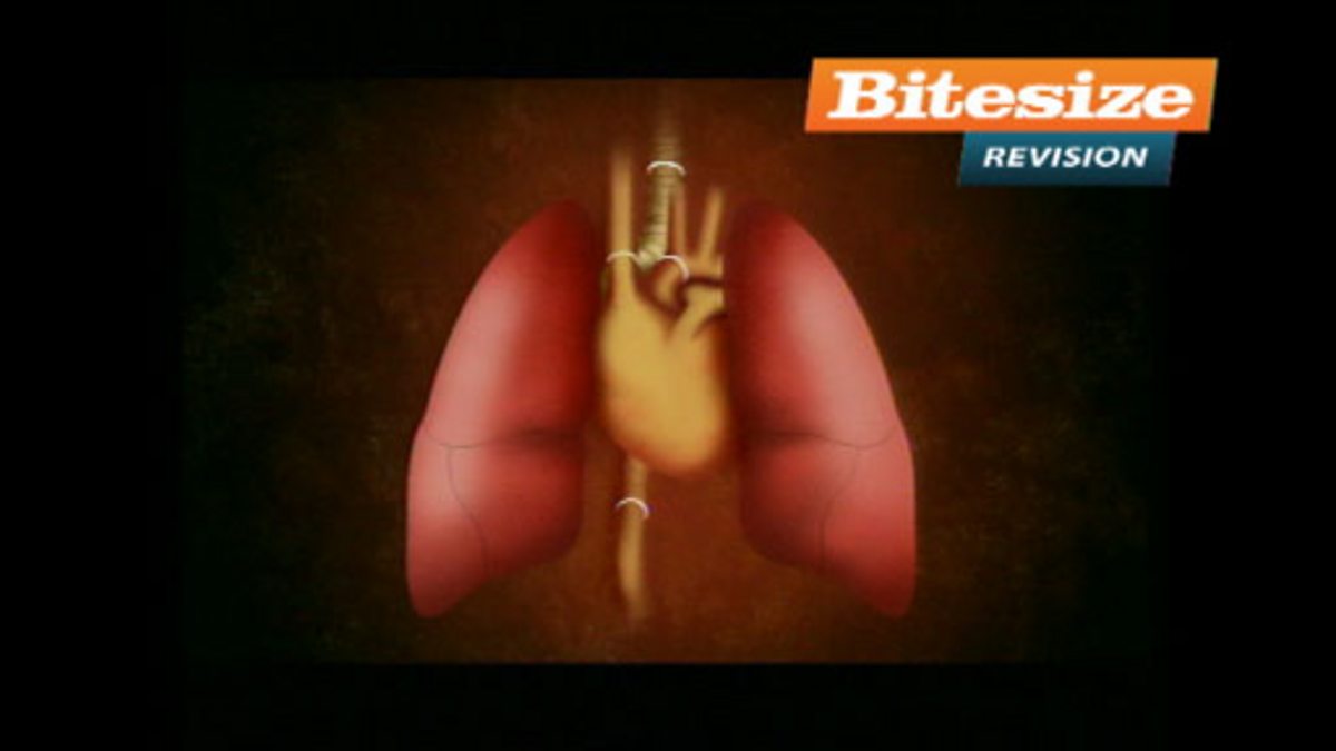 BBC Two Bitesize Biology, Heart and lungs transplant