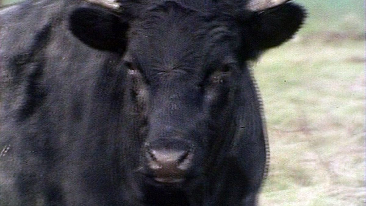 BBC One - The Celts, Series 1, Years of Affluence, Celtic Village