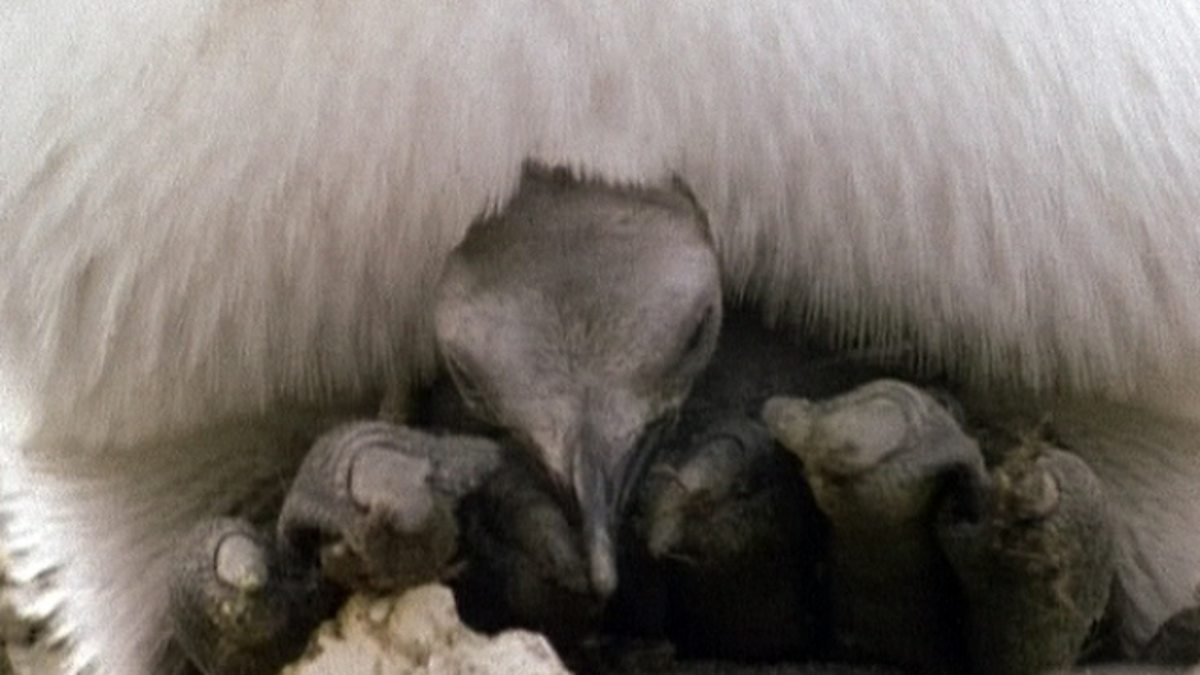 Bbc Two Science Clips Life Cycles Gestation Of Mammals Birth Of A Foal