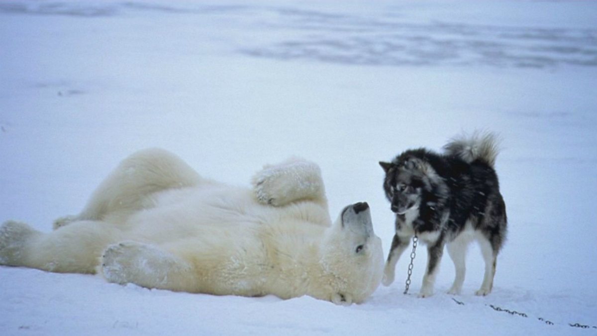 Дружба белого медведя и собаки