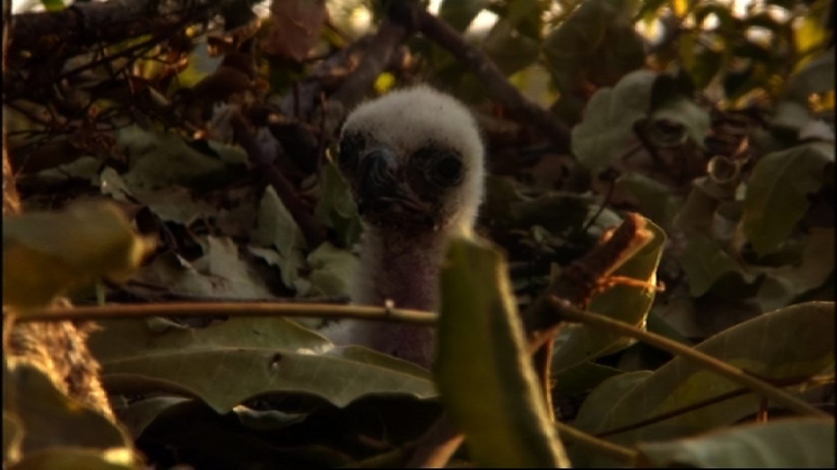 BBC One Africa, Savannah, Bat hunt