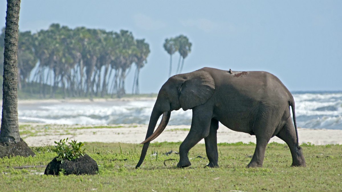 Africa - BBC News