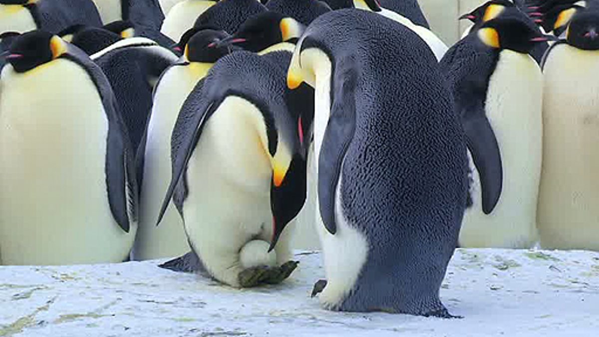 Baby Penguins Huddling