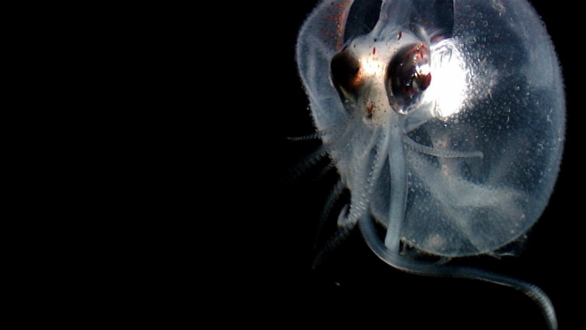 Twilight Zone Underwater