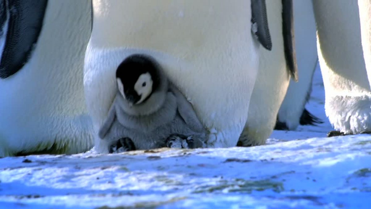 BBC One Penguins Spy in the Huddle, Emperor penguin chicks stand on