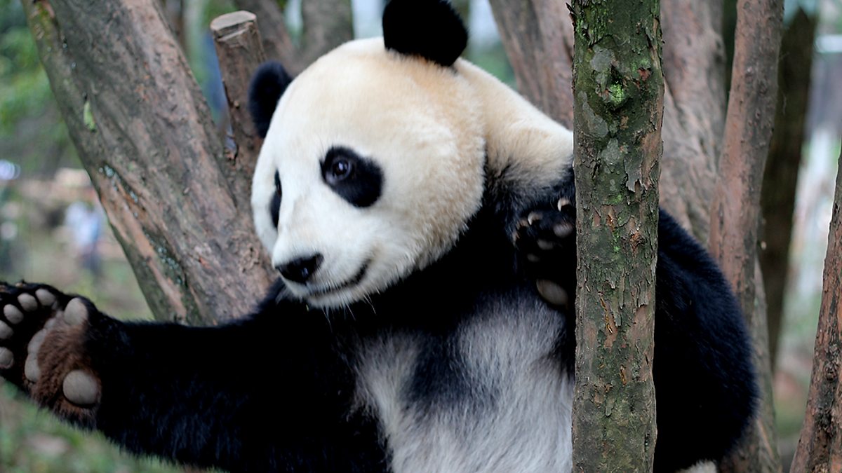 Песня дикая панда. Бритая Панда. Unique Pandas. Panda bites people. Unique Pandas примеры.