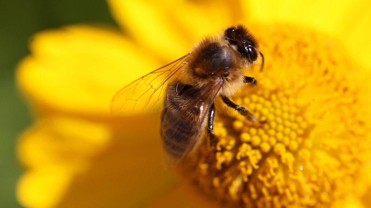 BBC Radio 4 Extra Who's the Pest?, Superpowers, Using bees to detect bombs