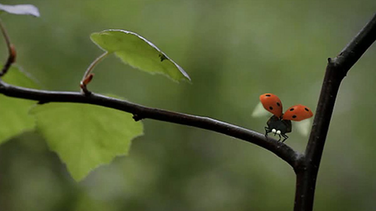 BBC Four - Minuscule: The Private Life of Insects, Acrobatics, Ladybird ...