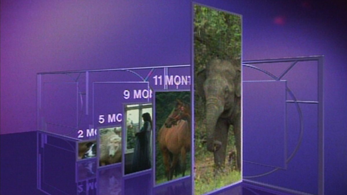 BBC Two - Science Clips, Life Cycles, Gestation of Mammals (Birth of a