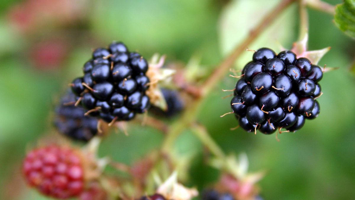 blackberry picking by seamus heaney