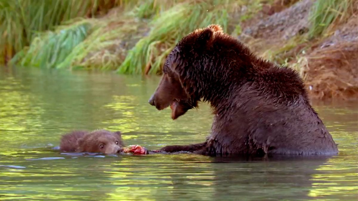 BBC One - Great Bear Stakeout, Episode 2, Meet Scrunch and her cubs