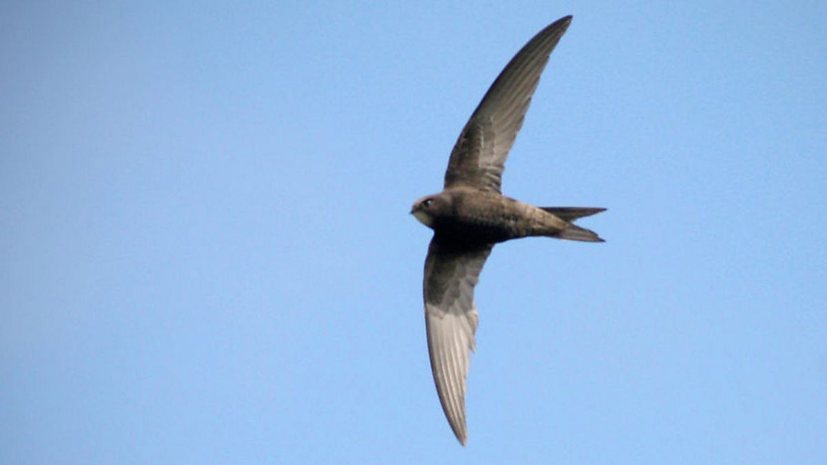 BBC Radio 4 - Tweet of the Day, Swift, Swift