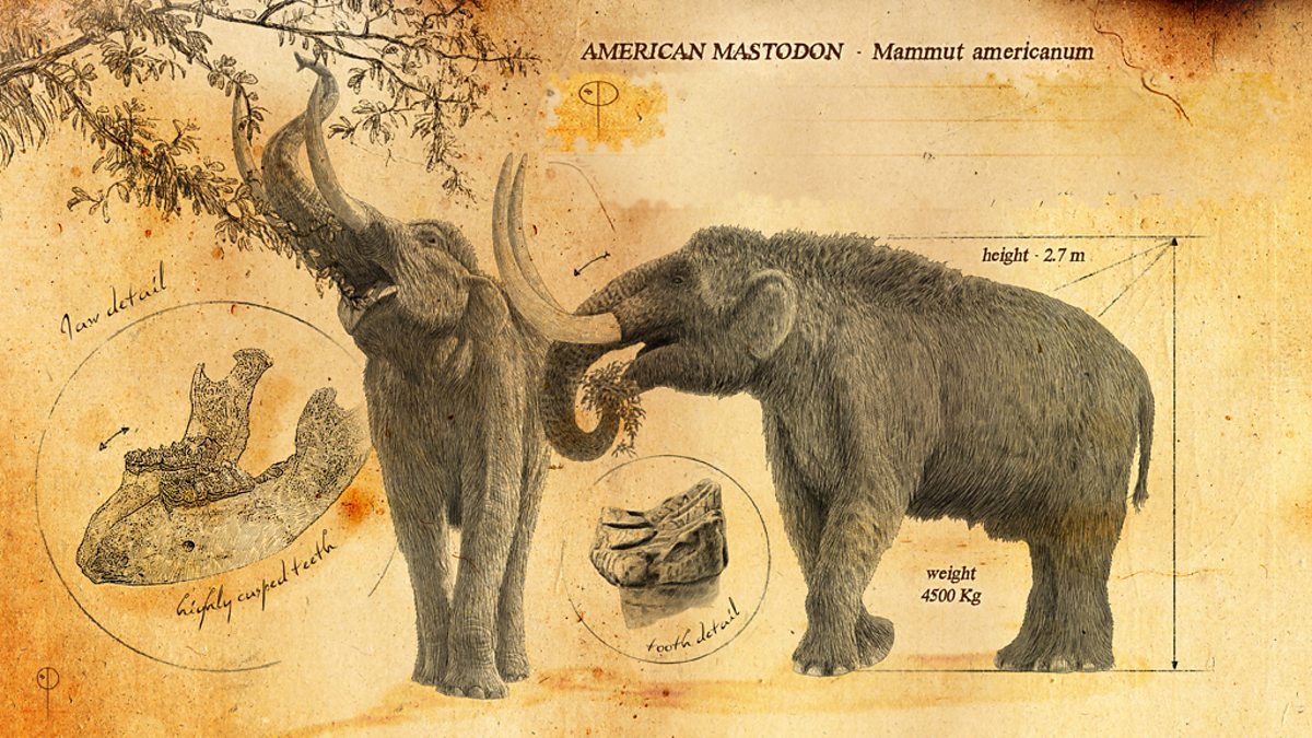 Bbc Two American Mastodon Ice Age Giants In Pictures