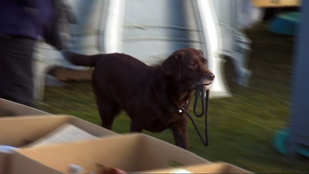 BBC One Bargain Hunt, Series 34, Wetherby 14, Haggling with a dog