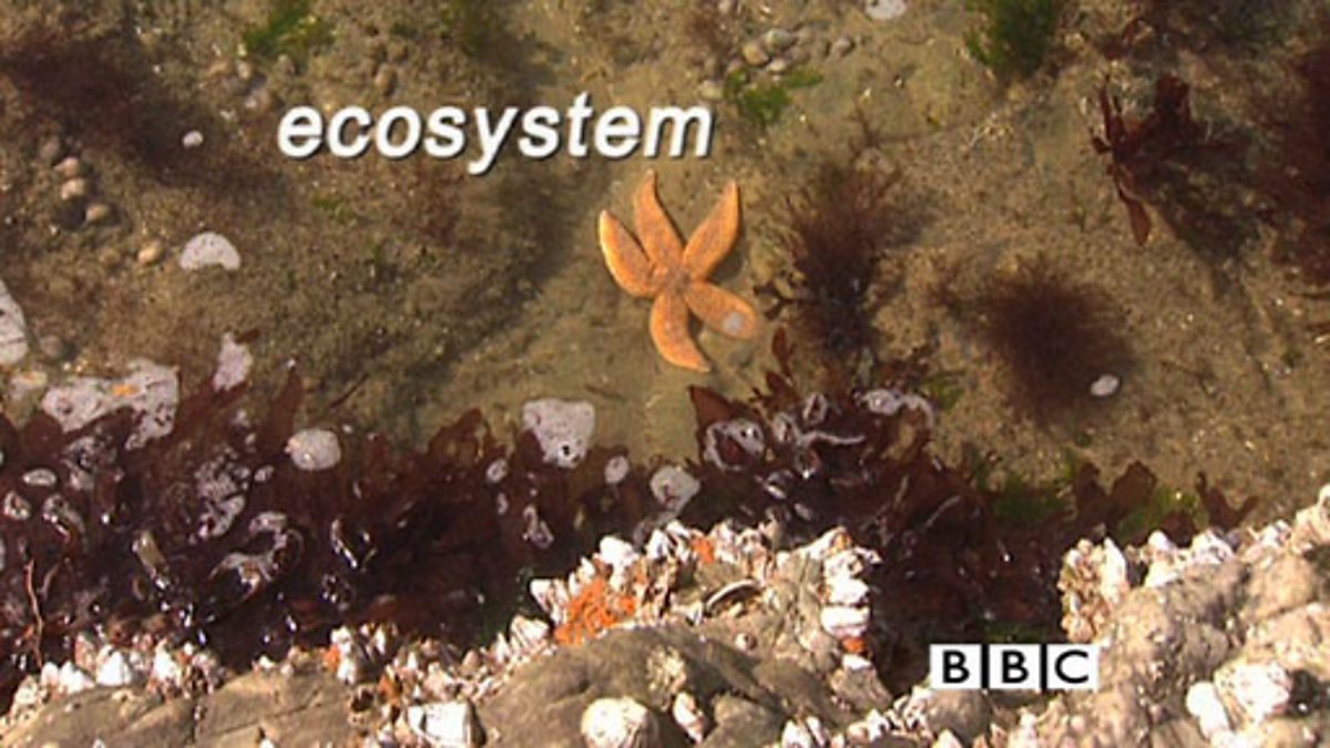 CBBC KS3 Curriculum Bites, Want 2Tlk Science, Habitats and ecosystems